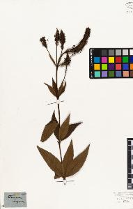 SW_BNB_s3010-07536_IMG-0000000001