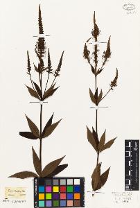 SW_BNB_s3010-07538_IMG-0000000001