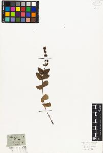 SW_BNB_s3010-07544_IMG-0000000001