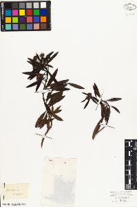 SW_BNB_s3010-07576_IMG-0000000001