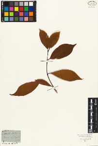 SW_BNB_s3010-07595_IMG-0000000001