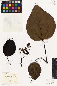 SW_BNB_s3010-07612_IMG-0000000001