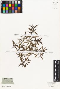 SW_BNB_s3010-07637_IMG-0000000001