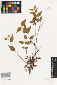 SW_BNB_s3010-07690_IMG-0000000001