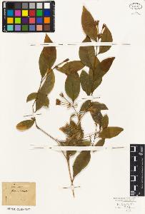 SW_BNB_s3010-07693_IMG-0000000001