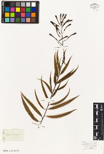 SW_BNB_s3010-07697_IMG-0000000001