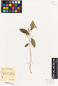 SW_BNB_s3010-07715_IMG-0000000001