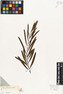 SW_BNB_s3010-07900_IMG-0000000001