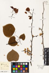 SW_BNB_s3010-07906_IMG-0000000001