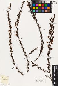 SW_BNB_s3010-07930_IMG-0000000001