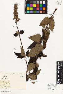 SW_BNB_s3010-07939_IMG-0000000001