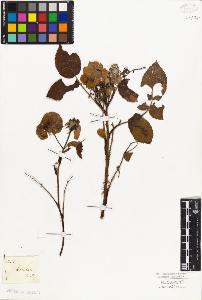 SW_BNB_s3010-08080_IMG-0000000001