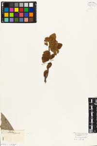 SW_BNB_s3010-08205_IMG-0000000001