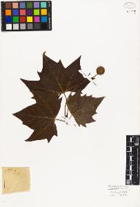 SW_BNB_s3010-08222_IMG-0000000001