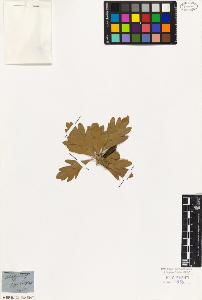 SW_BNB_s3010-08292_IMG-0000000001