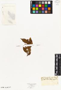SW_BNB_s3010-08402_IMG-0000000001