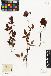 SW_BNB_s3010-08490_IMG-0000000001