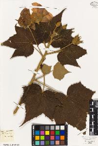 SW_BNB_s3010-08677_IMG-0000000001