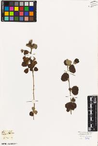 SW_BNB_s3010-08758_IMG-0000000001