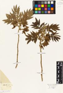 SW_BNB_s3010-08782_IMG-0000000001