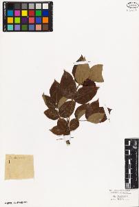 SW_BNB_s3010-08800_IMG-0000000001