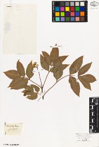 SW_BNB_s3010-08803_IMG-0000000001