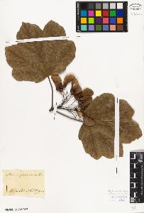 SW_BNB_s3010-08816_IMG-0000000001