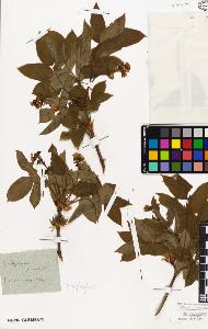 SW_BNB_s3010-08817_IMG-0000000001