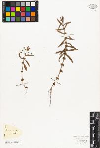 SW_BNB_s3010-08909_IMG-0000000001