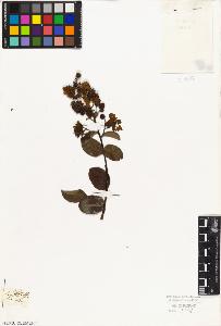 SW_BNB_s3010-08932_IMG-0000000001