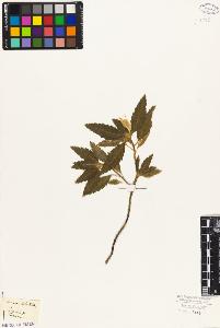 SW_BNB_s3010-08939_IMG-0000000001