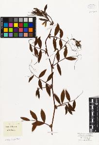 SW_BNB_s3010-09207_IMG-0000000001