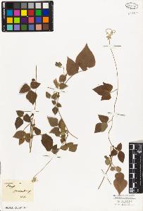 SW_BNB_s3010-09209_IMG-0000000001