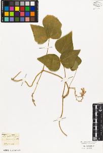 SW_BNB_s3010-09215_IMG-0000000001