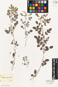 SW_BNB_s3010-09235_IMG-0000000001