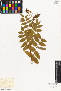 SW_BNB_s3010-09258_IMG-0000000001