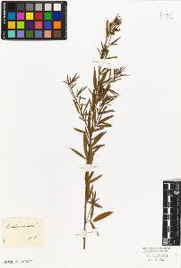 SW_BNB_s3010-09272_IMG-0000000001