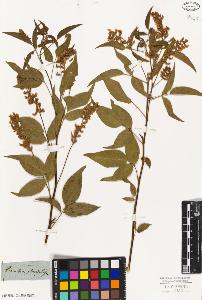 SW_BNB_s3010-09276_IMG-0000000001