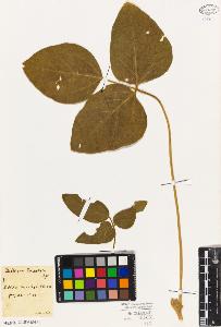 SW_BNB_s3010-09285_IMG-0000000001