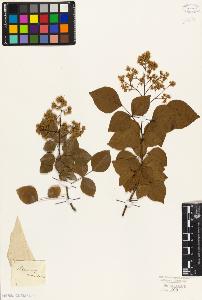 SW_BNB_s3010-09345_IMG-0000000001