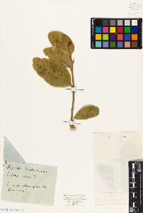 SW_BNB_s3010-09350_IMG-0000000001