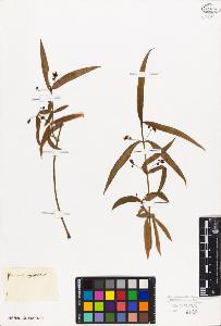 SW_BNB_s3010-09396_IMG-0000000001