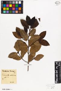 SW_BNB_s3010-09406_IMG-0000000001