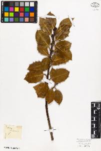 SW_BNB_s3010-09407_IMG-0000000001