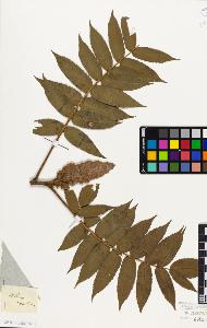 SW_BNB_s3010-09409_IMG-0000000001