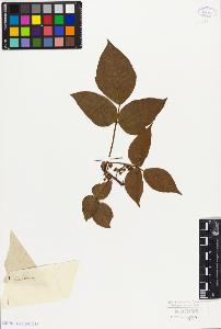 SW_BNB_s3010-09411_IMG-0000000001