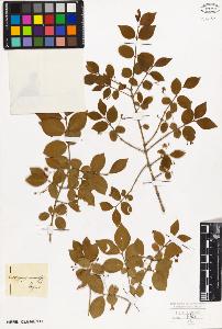 SW_BNB_s3010-09415_IMG-0000000001