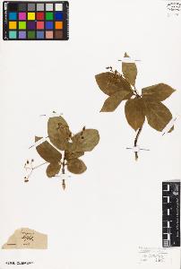 SW_BNB_s3010-09419_IMG-0000000001