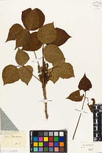 SW_BNB_s3010-09450_IMG-0000000001