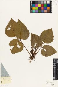 SW_BNB_s3010-09451_IMG-0000000001